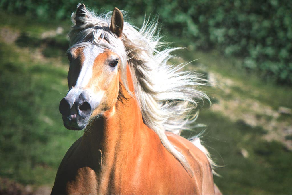 Retrato de un caballo con la melena al viento, símbolo de energía, movimiento y ambición en la cultura china